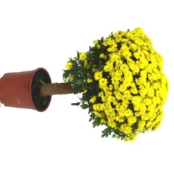 Chrysanthème multifleurs tige - Le pot de 4 litres