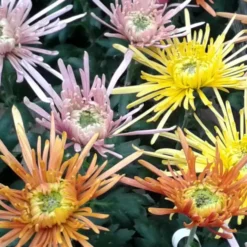 Chrysanthème Spider ou Chrysanthème Tokyo à fleurs multicolores - La coupe Ø 23 cm