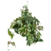 Cissus Ellen Danica vert. La suspension Ø 15 cm