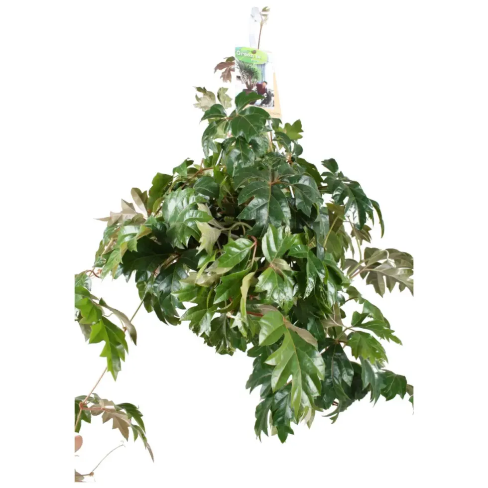 Cissus Ellen Danica vert. La suspension Ø 15 cm