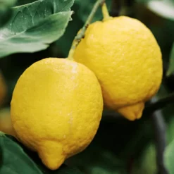 Citronnier. Le pot de 5 litres