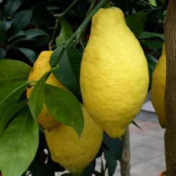 Citronnier. Le pot de 25 litres