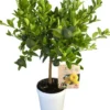Citronnier Lime Pursha 1/4 tige coloris jaune - 5 L