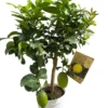 Citronnier Lunario coloris jaune - 5 L