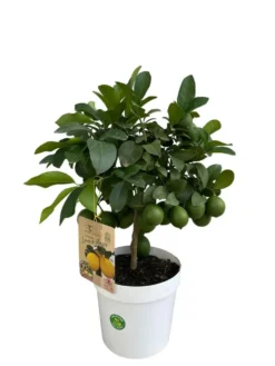 Citronnier Meyer coloris jaune - 5 L