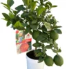 Citronnier rouge coloris jaune - 5 L