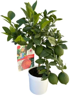 Citronnier rouge coloris jaune - 5 L