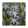 CLEMATITE BLUE RIVER. Le pot de 3 litres