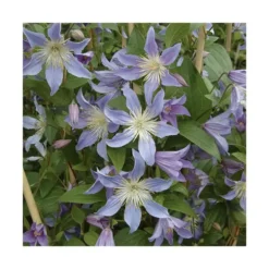 CLEMATITE BLUE RIVER. Le pot de 3 litres