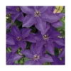 CLEMATITE À FLORAISON ESTIVALE. Le pot de 3 litres