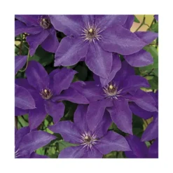 CLEMATITE À FLORAISON ESTIVALE. Le pot de 3 litres