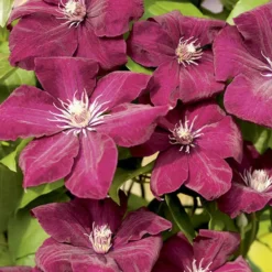 CLEMATITE À FLORAISON ESTIVALE. Le pot de 1,3 litres