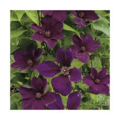 CLEMATITE GIPSY QUEEN. Le pot de 3 litres