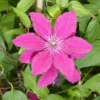 CLEMATITE. Le pot de 4 litres
