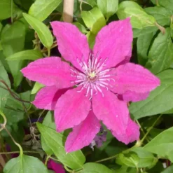 CLEMATITE. Le pot de 4 litres