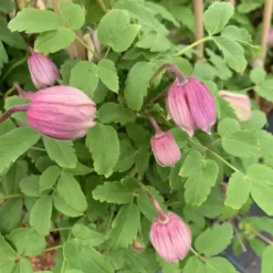 CLEMATITE PINK FLAMINGO. Le pot de 3 litres