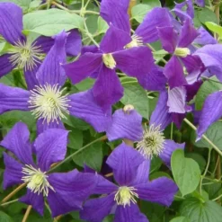 CLEMATITE VITICELLA ETOILE VIOLETTE. Le pot de 3 litres