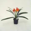 Clivia Miniata Hauteur 40/60 cm - Pot Ø 13 cm