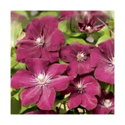 Clématite rouge cardinal coloris rouge. Le pot de 1,3 litres