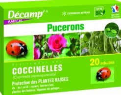 Coccinelles Septempunctata 20 adultes