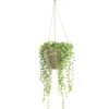 Collier de perles (Senecio rowleyanus) vert. La suspension Ø 12 cm