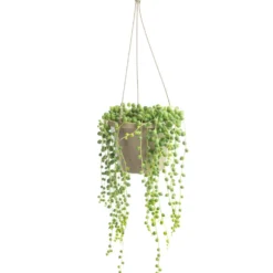 Collier de perles (Senecio rowleyanus) vert. La suspension Ø 12 cm