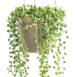 Collier de perles (Senecio rowleyanus) vert. La suspension Ø 12 cm