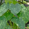 Colocasia - Le pot de 10 litres