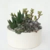 Composition de cactus. La coupe en céramique