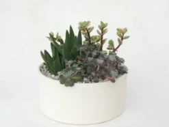 Composition de cactus. La coupe en céramique