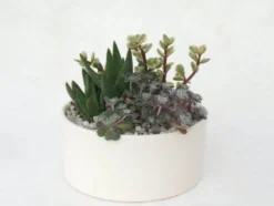 Composition de cactus. La coupe en céramique