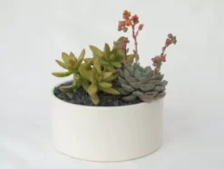 Composition de cactus. La coupe en céramique