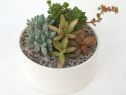 Composition de cactus. La coupe en céramique