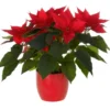 Composition florale poinsettia - Ø 14 cm