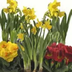 Composition narcisses ett primevères - La jardinière de 40 cm