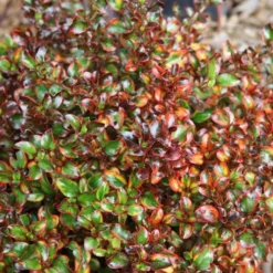 Coprosma Tequila Sunrise. Le pot de 4 litres