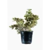 Coprosma Variegata en pot de 2,5 L multicolore