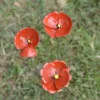 Coquelicot décoratif petit modèle coloris rouge en métal recyclé - 50 cm