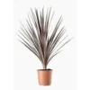 Cordyline Australis Variees en pot de 2 L vert