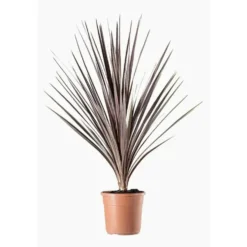 Cordyline Australis Variees en pot de 2 L vert
