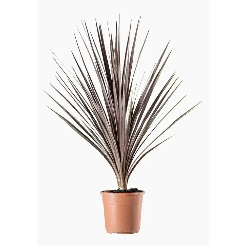 Cordyline Australis Variees en pot de 2 L vert