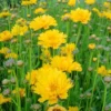 Coreopsis Varié - Le pot de 7,5 litres
