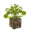 Coriandre Caribe Bio. La motte de 4x4 cm