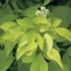Cornouiller doré Aurea jaune. Le pot de 7 litres