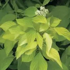 Cornouiller doré Aurea jaune. Le pot de 7 litres