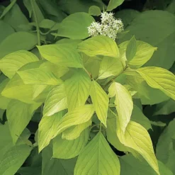 Cornouiller doré Aurea jaune. Le pot de 3 litres