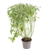 Cornouiller panaché Elegantissima blanc. Le pot de 7 litres