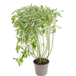 Cornouiller panaché Elegantissima blanc. Le pot de 7 litres