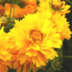 Coréopsis jaune. Le pot de 3 litres