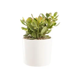 Crassula sunset en pot blanc émaillé H 10 x Ø 20 cm